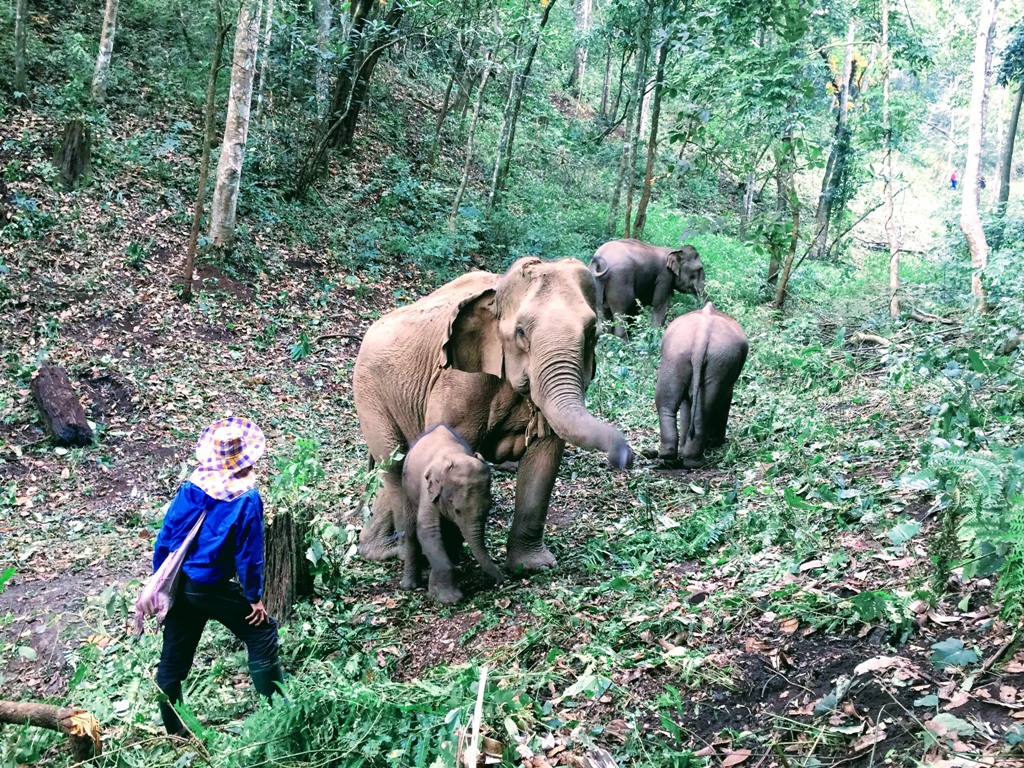 Resevanje_slonov_na_Tajskem_-_Rescue_elephants_in_Thailand_1.JPG