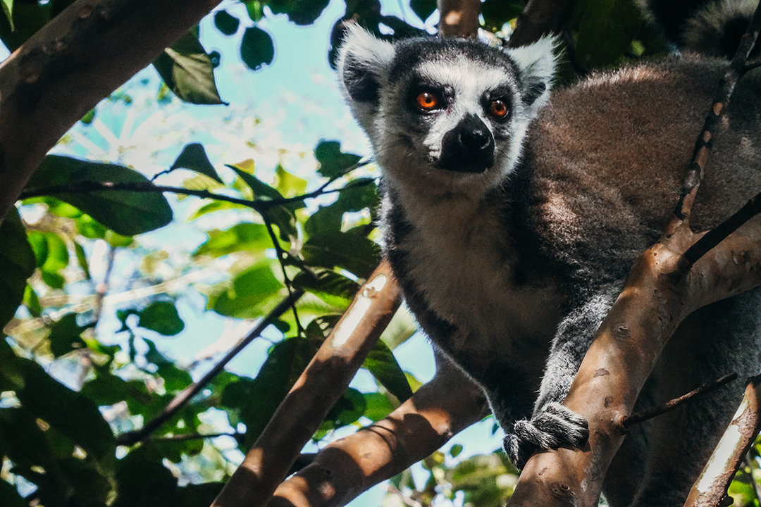Popotniski_nasveti_za_potepanje_po_Madagaskarju_-_Travel_tips_for_wandering_around_Madagascar_1.jpeg