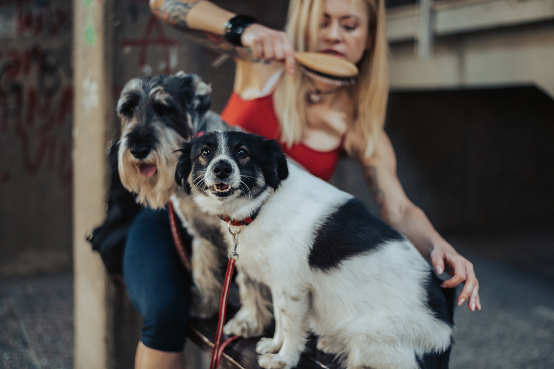 04_Varstvo_hisnih_ljubljenckov_ali_hise_-_Pet__or_House_Sitting__-_ENVATO.jpg