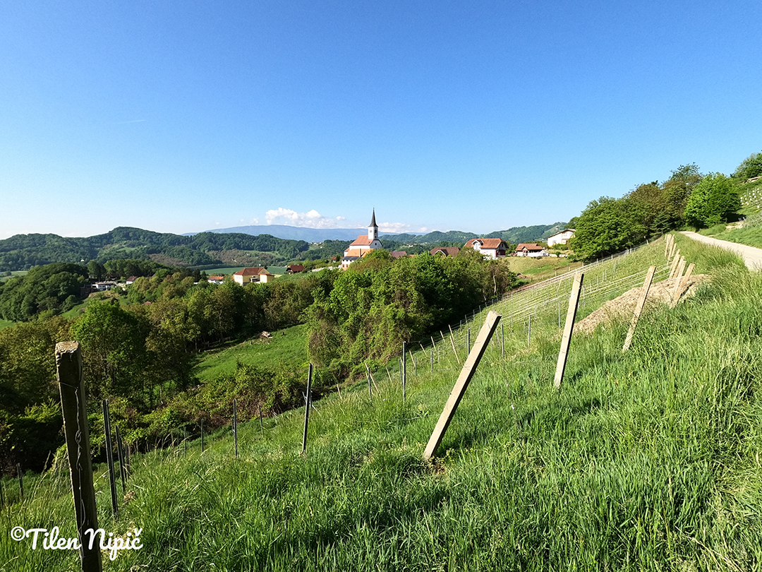 Rolling hills of the Svečina region with a distant church view framed by vineyards and green fields.