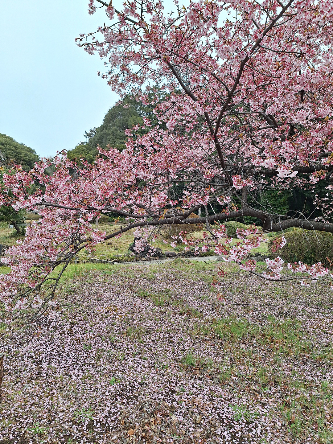 Blooming sakura tree in a peaceful Japanese park, where soft pink cherry blossoms signal the arrival of spring and create one of the most iconic and beloved scenes of Japanese culture.