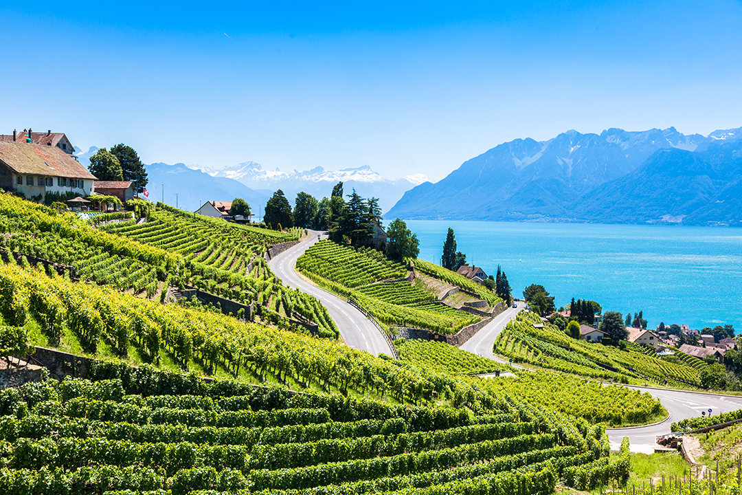 Terraced vineyards of Lavaux overlooking Lake Geneva, a UNESCO-protected wine region with spectacular Alpine scenery.