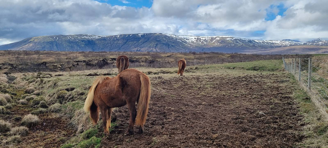 Islandski konj stoji v odprti pokrajini in predstavlja eno najbolj prepoznavnih živali Islandije.