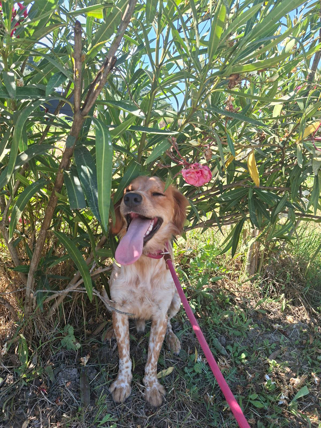Prostovoljni sprehod s psom iz zavetišča Zante Strays predstavlja pomemben del socializacije zapuščenih psov, ki čakajo na nov dom na otoku Zakintos.